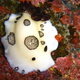 Image for article titled Striking Photographs Of Sea Slugs Expose The Alien World Under the Sea